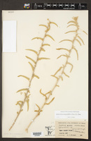 Sphaeralcea angustifolia image
