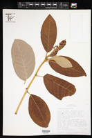 Croton sellowii image