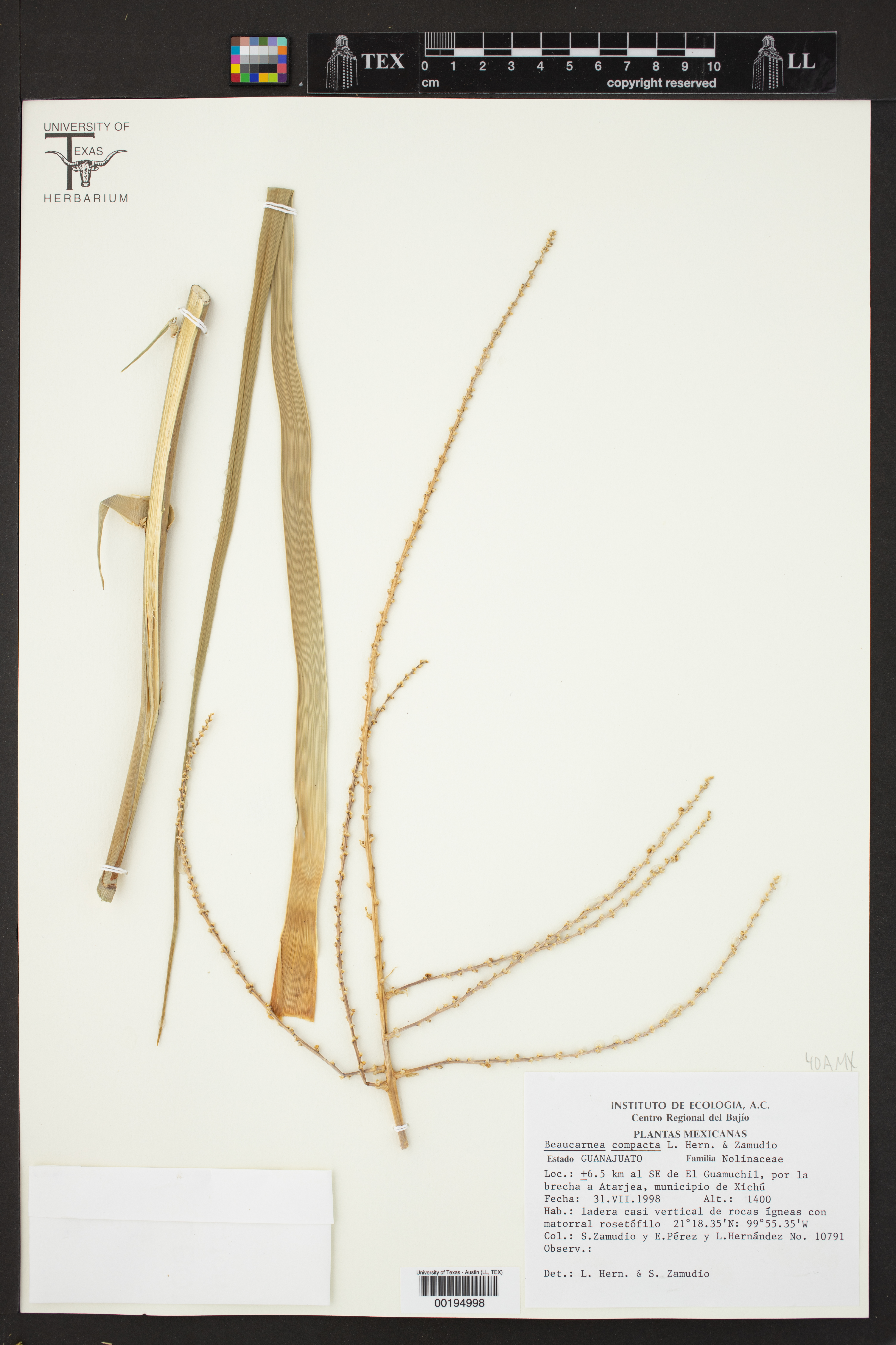 Beaucarnea compacta