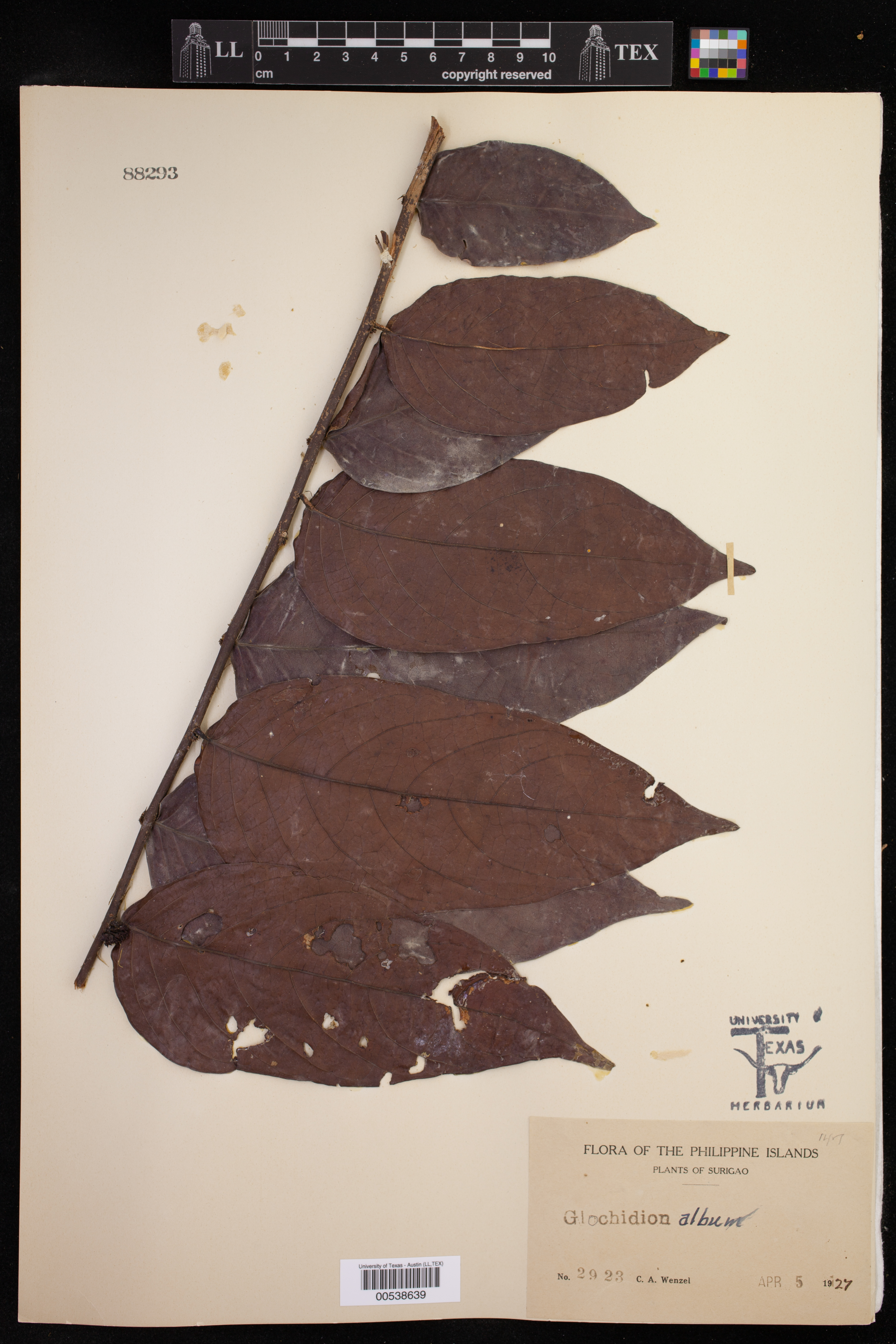 Phyllanthus albus image