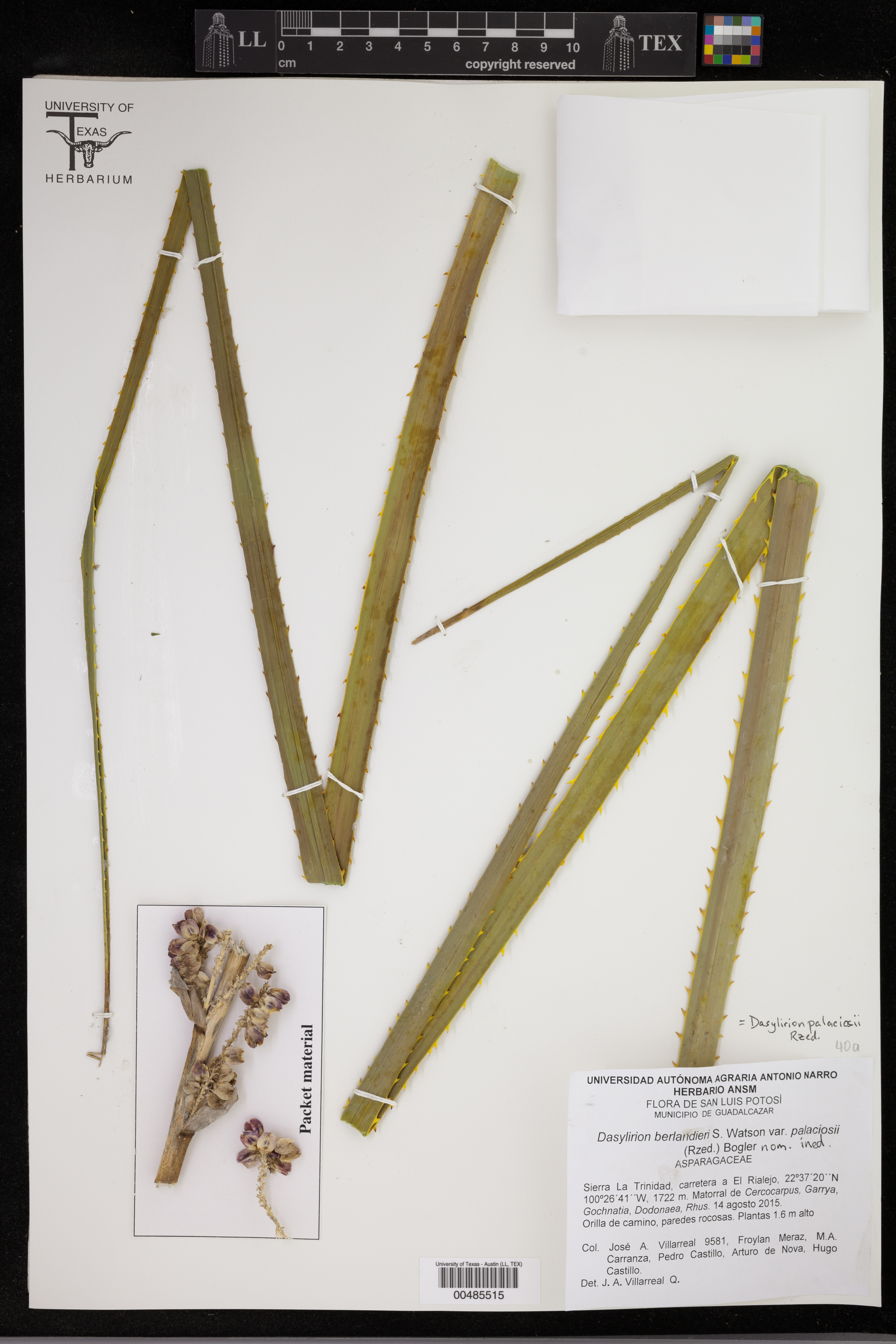 Dasylirion palaciosii