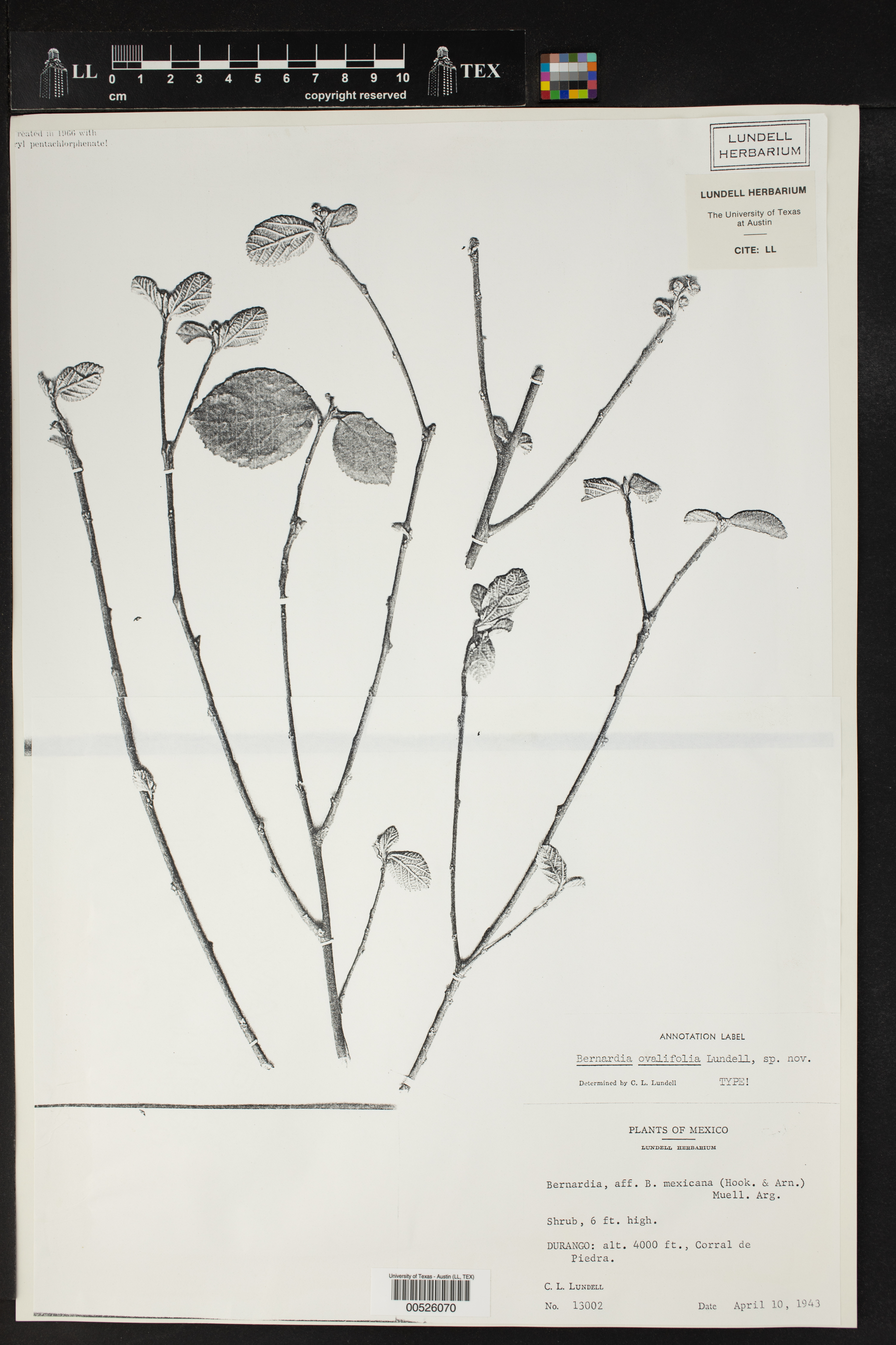 Bernardia ovalifolia image