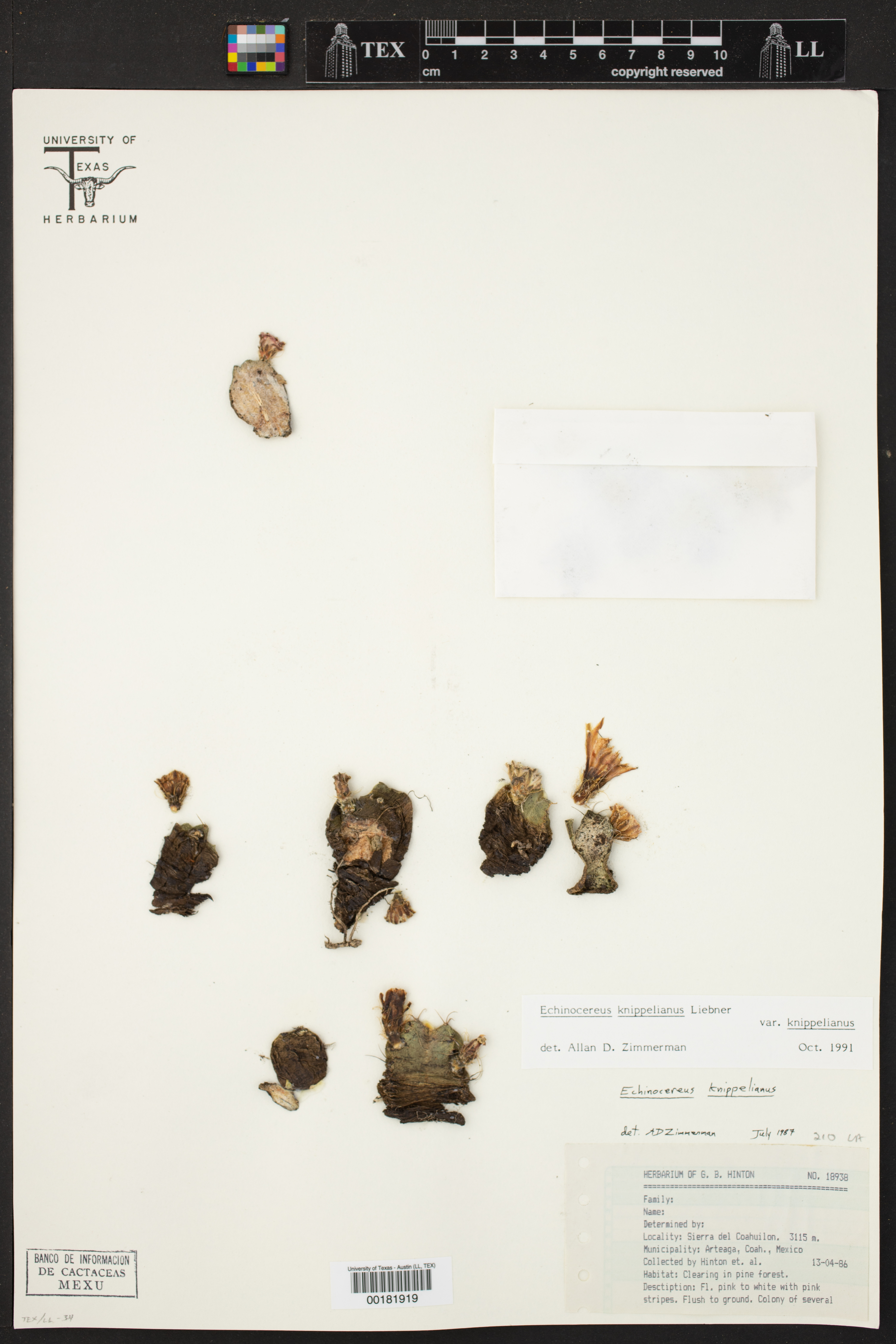 Echinocereus knippelianus image