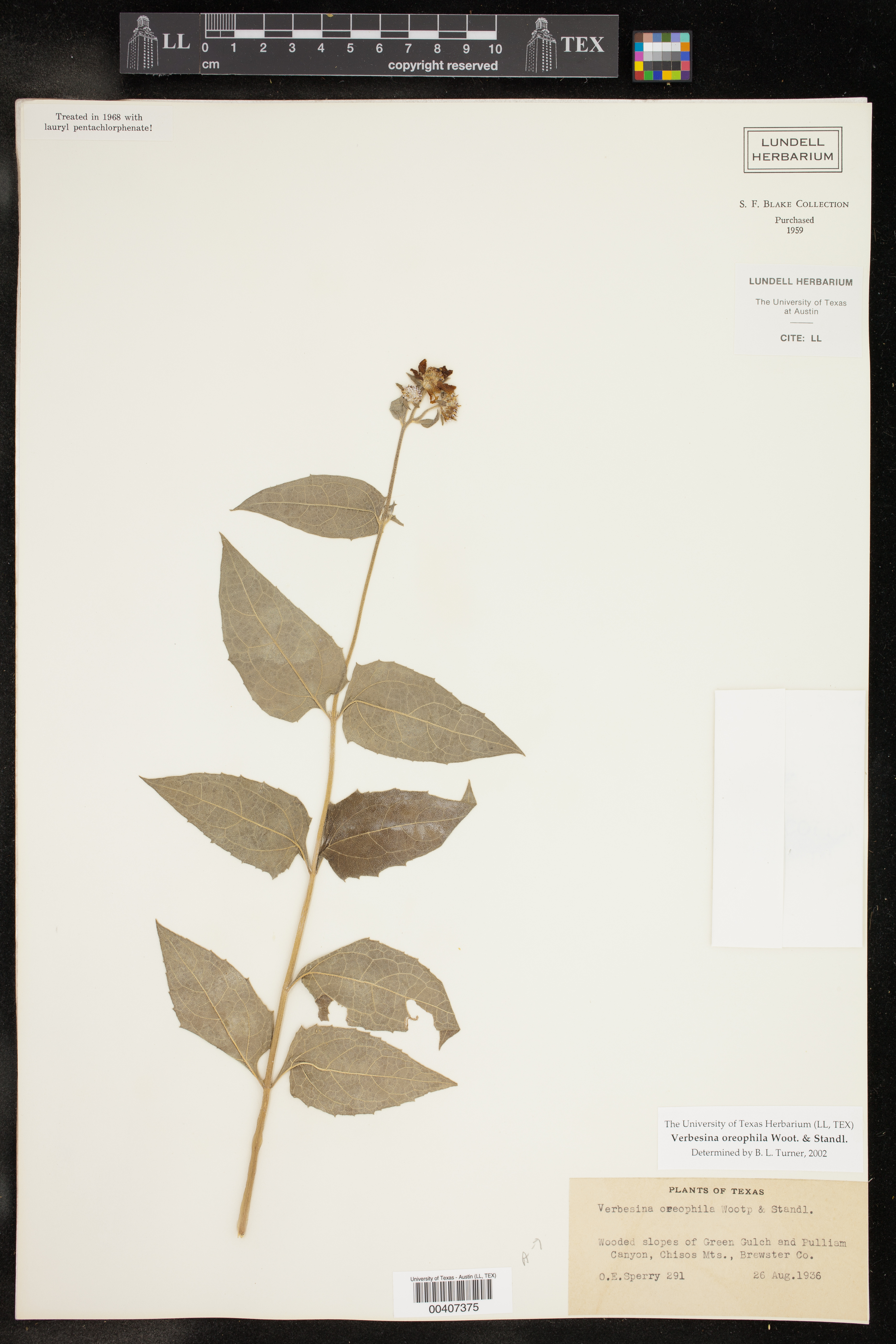 Verbesina oreophila image