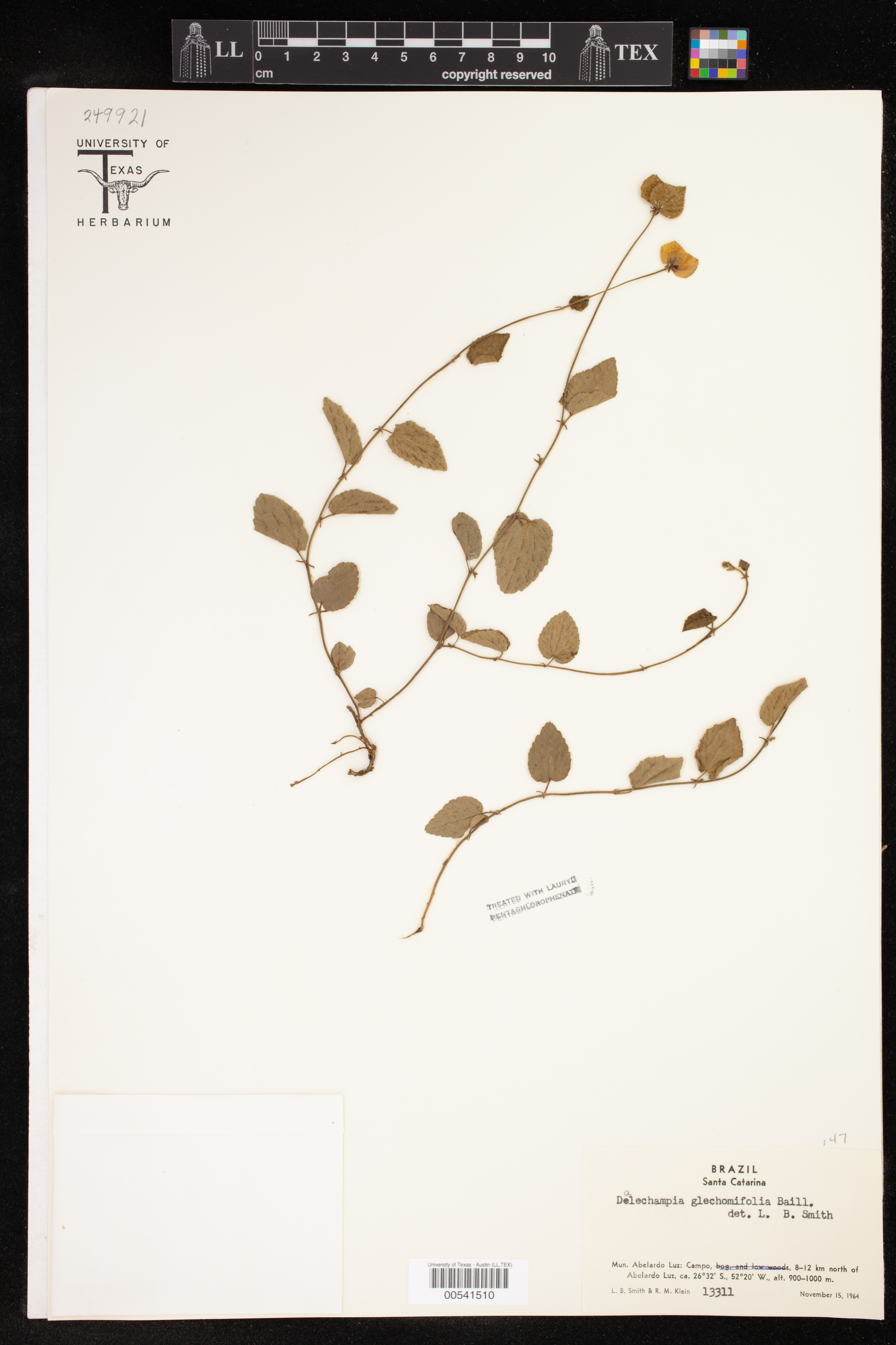 Dalechampia glechomifolia