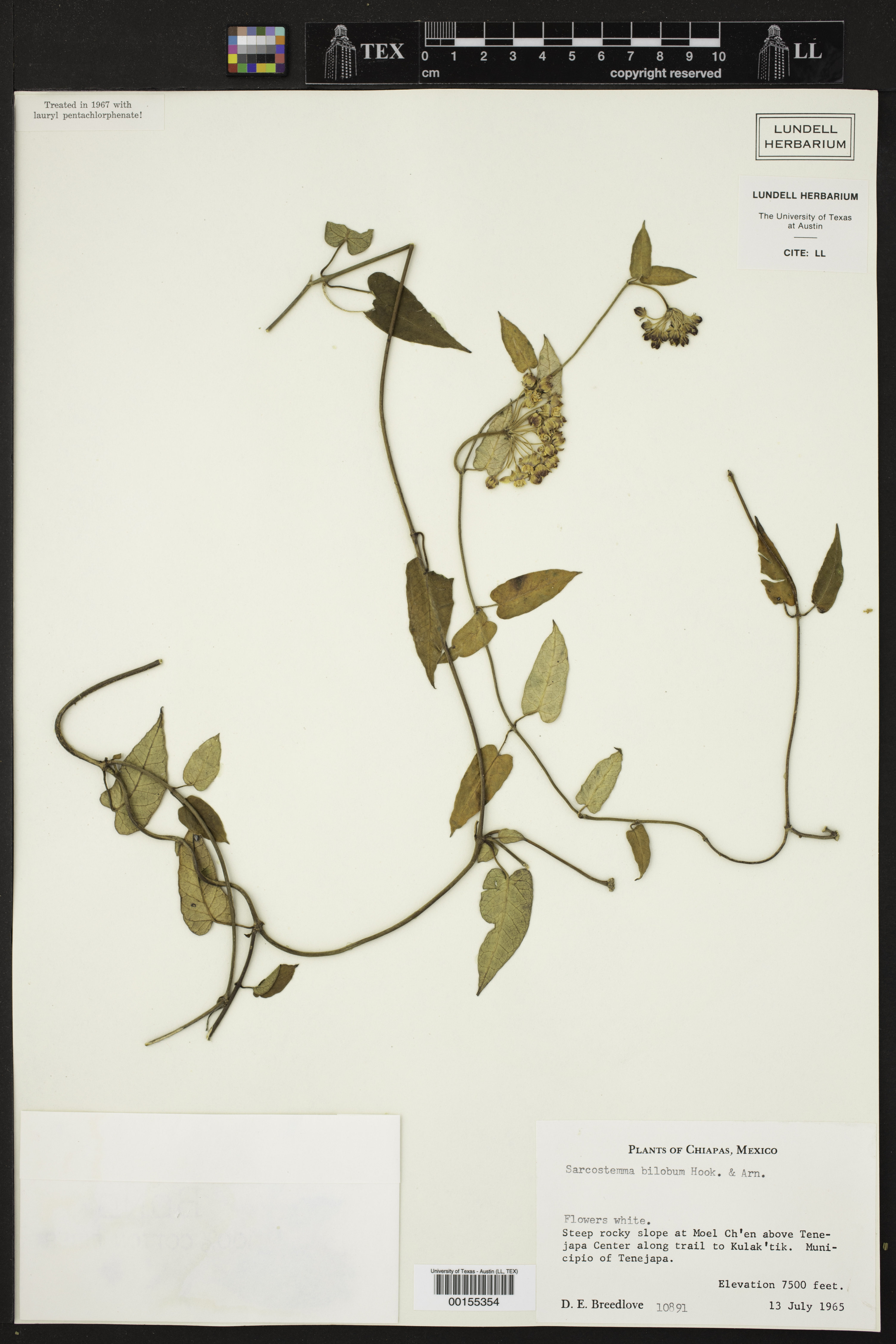 Funastrum lindenianum image