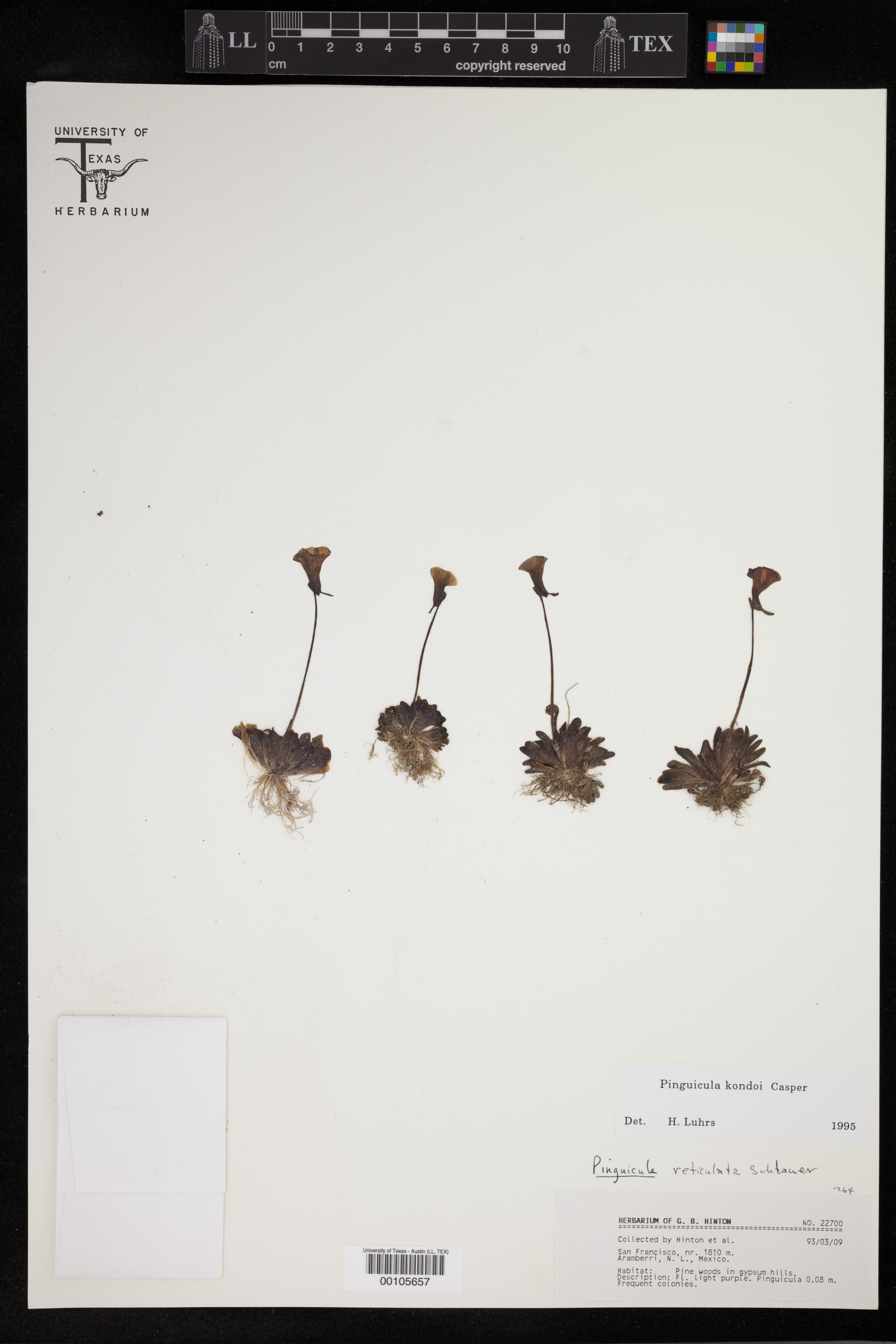 Pinguicula kondoi