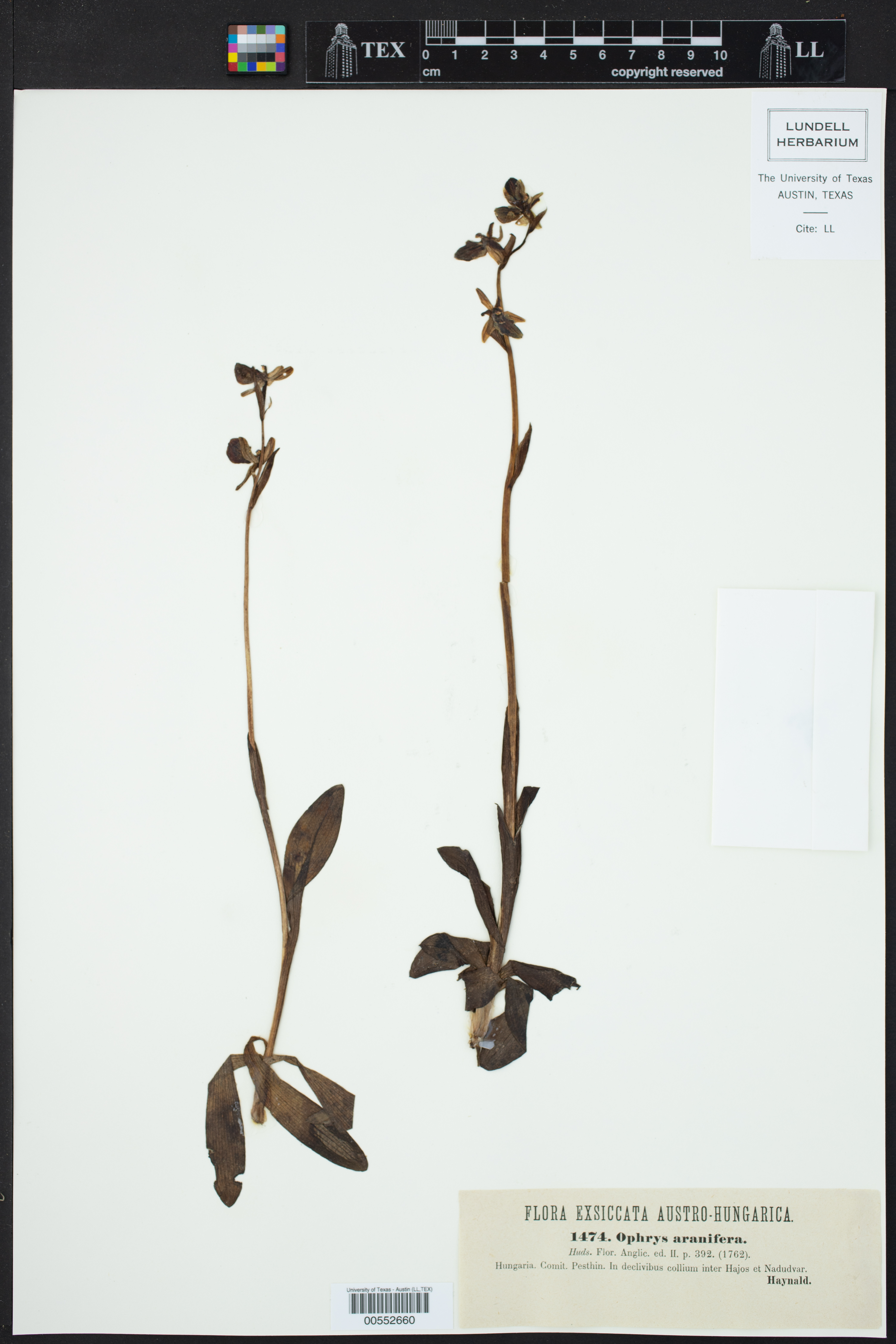 Ophrys sphegodes image