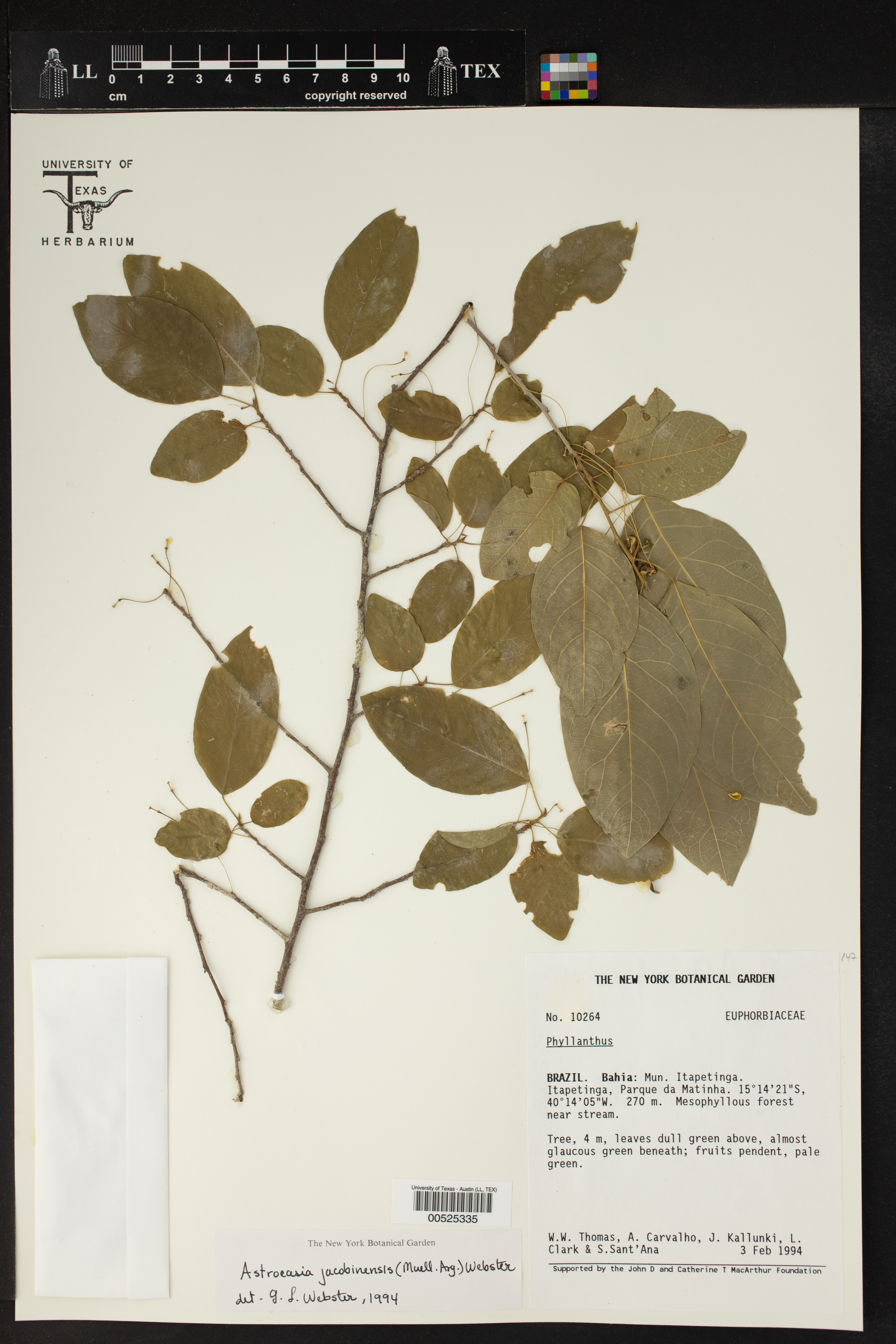 Astrocasia jacobinensis