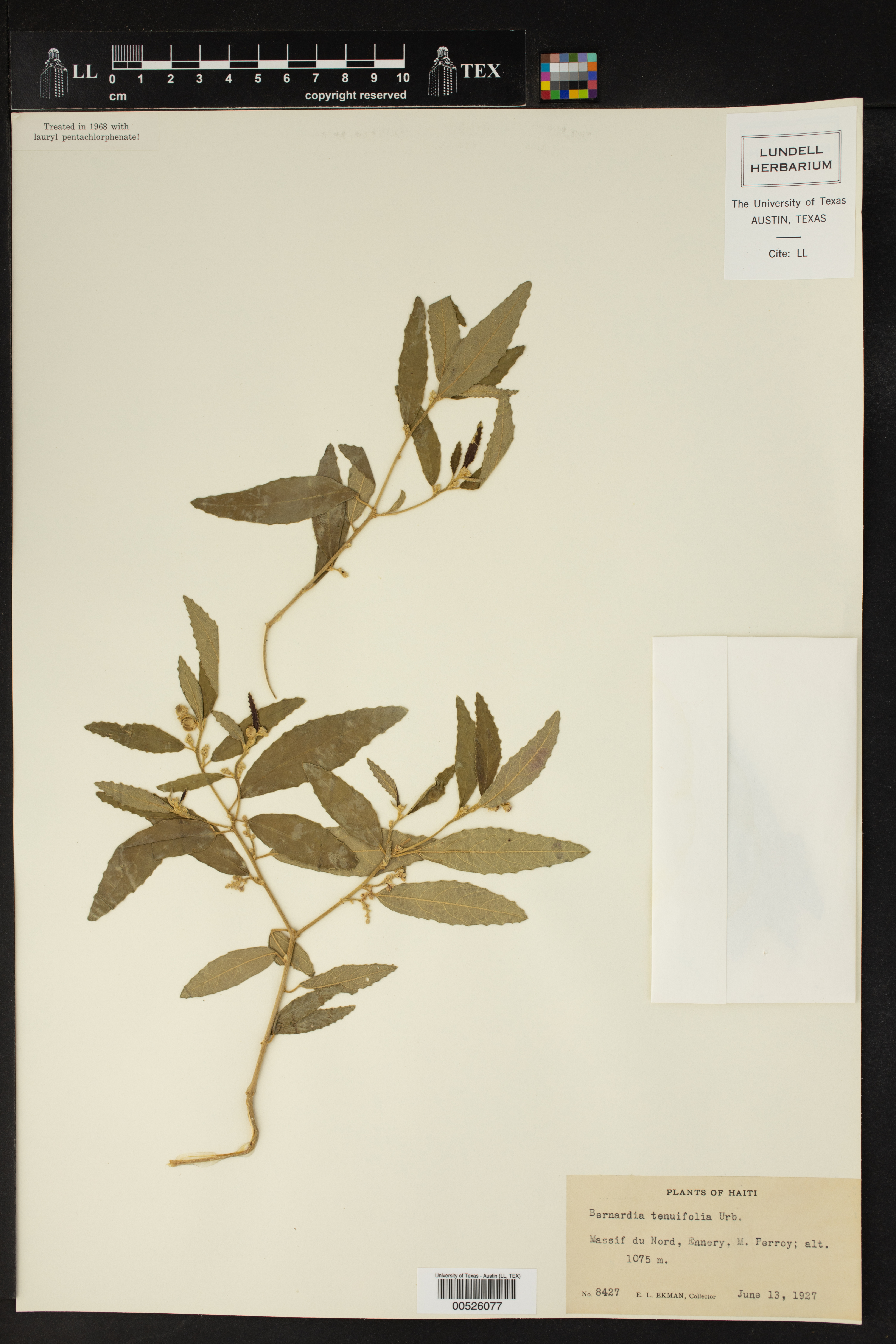 Bernardia tenuifolia image