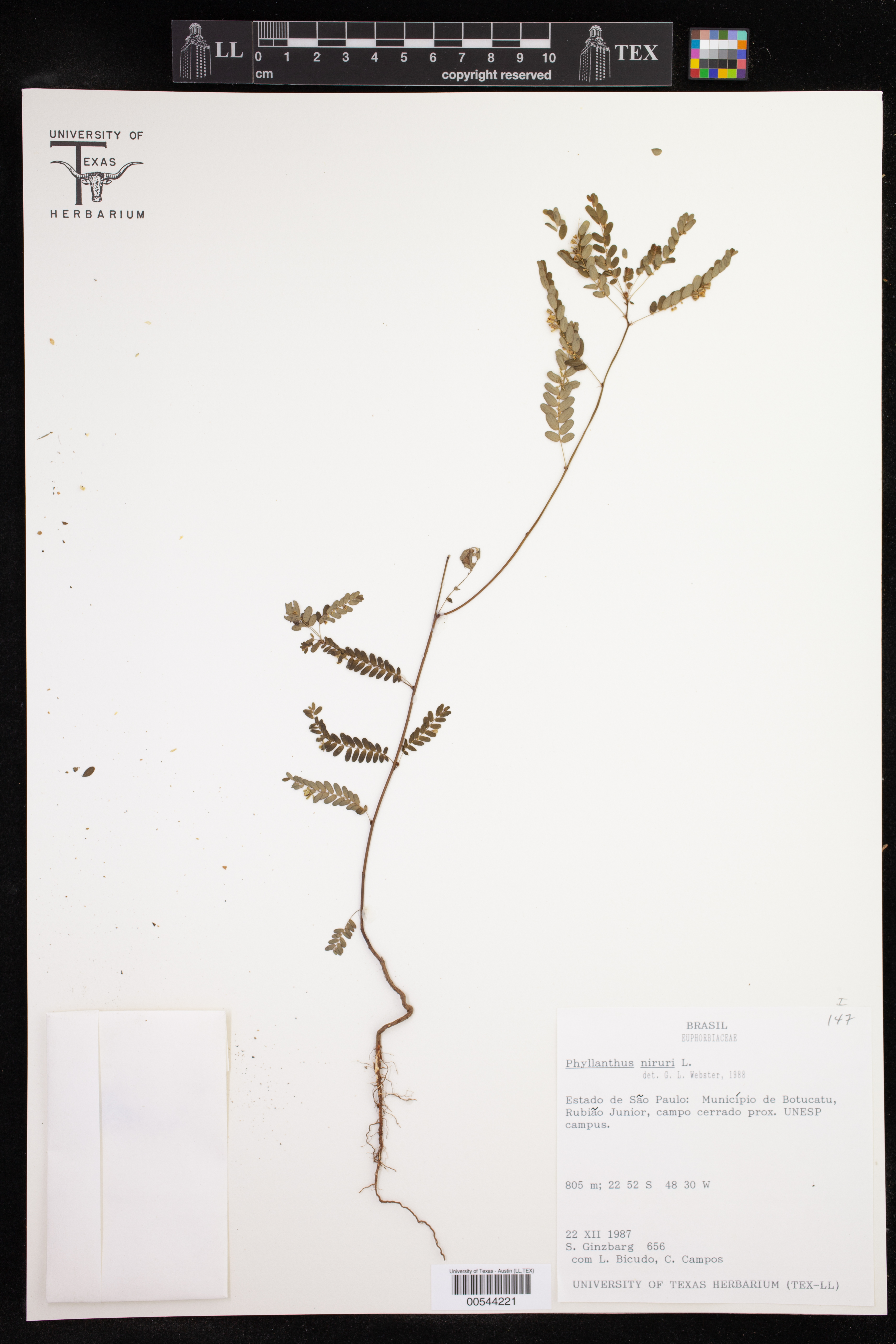 Phyllanthus niruri