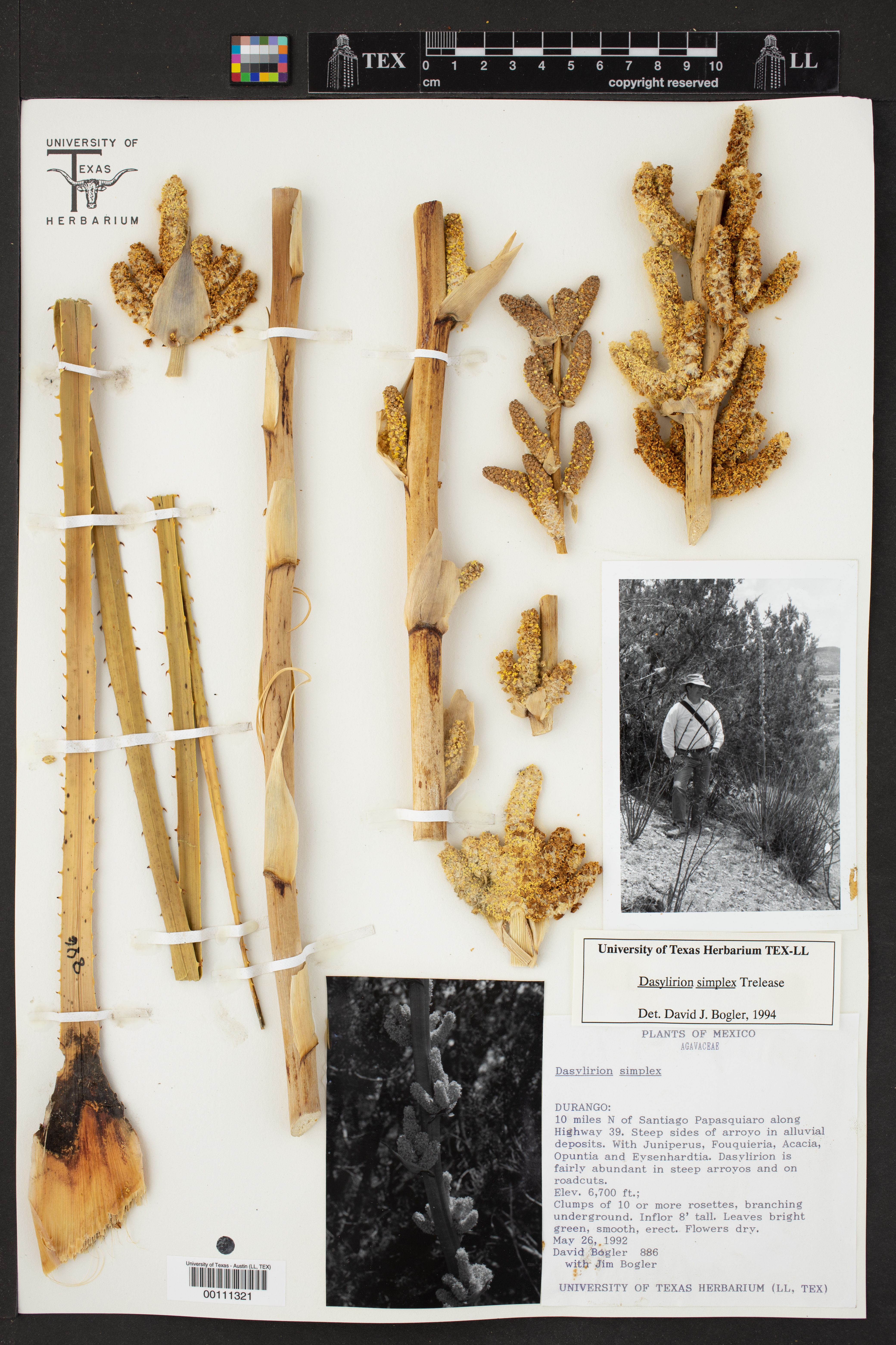 Dasylirion simplex