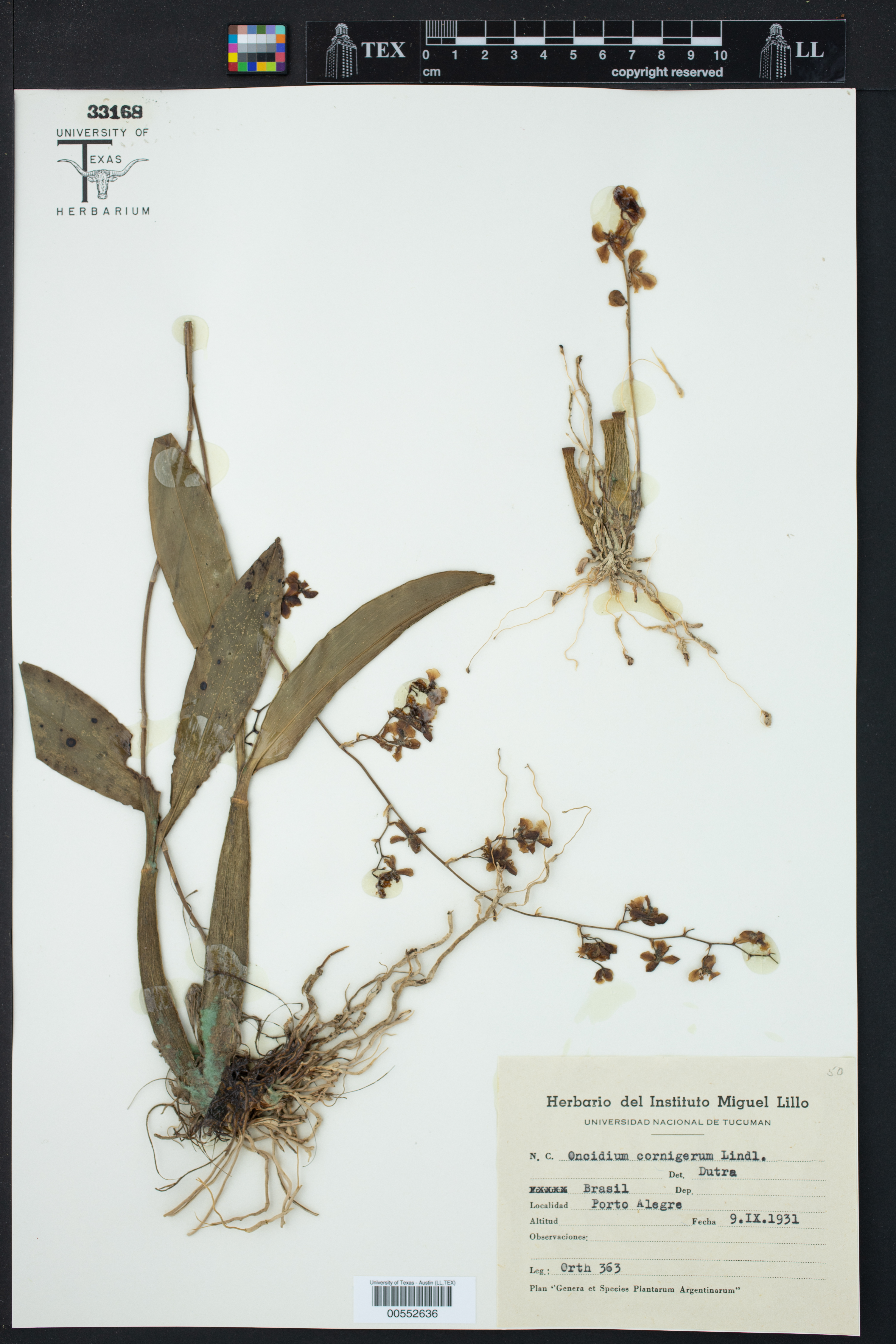 Oncidium cornigerum
