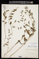 Lithospermum matamorense image