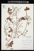 Neptunia pubescens image