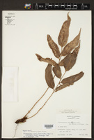 Phanerophlebia nobilis var. remotispora image