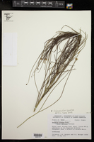 Chloracantha spinosa image