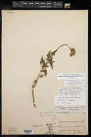 Helianthus praecox image