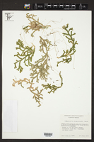 Selaginella tarapotensis image