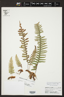 Polypodium martensii image