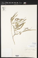 Aristolochia erecta image