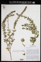 Teucrium cubense subsp. laevigatum image
