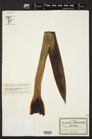Beschorneria yuccoides image