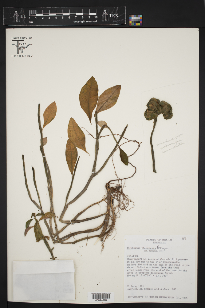 Euphorbia pteroneura image