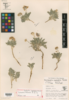 Gaillardia gypsophila image
