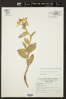 Epidendrum succulentum image