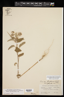 Croton capitatus var. lindheimeri image