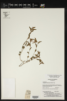Acalypha phleoides image