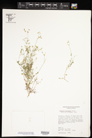 Drymaria laxiflora image