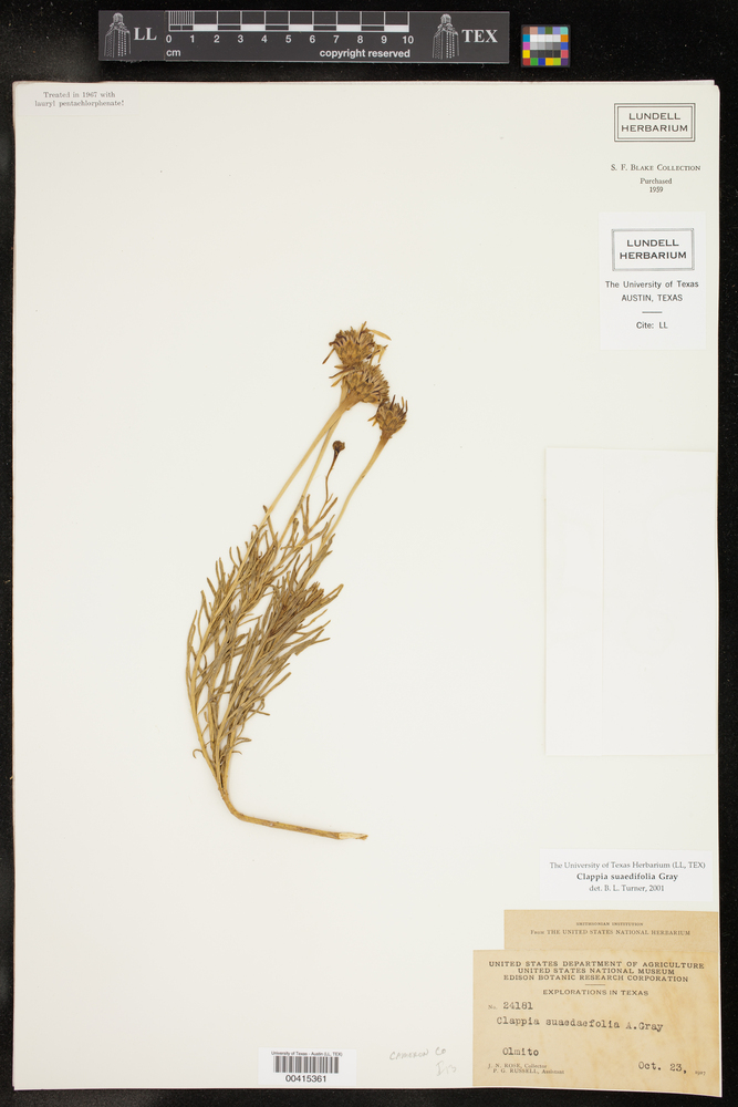 Clappia suaedifolia image