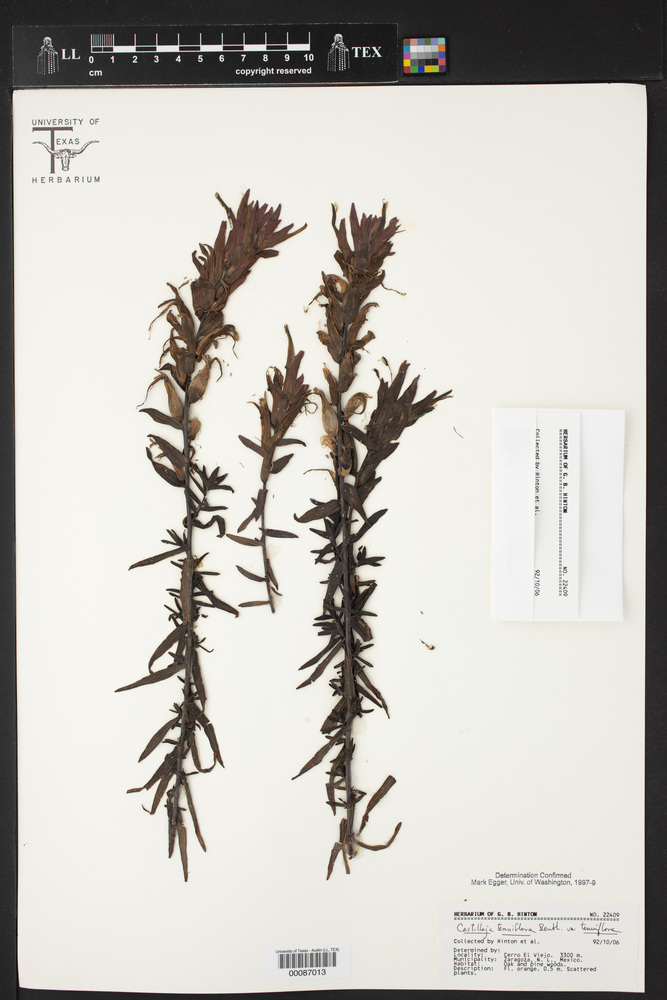Castilleja tenuiflora var. tenuiflora image