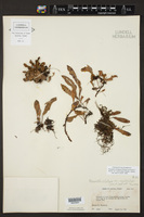 Pleopeltis polylepis var. erythrolepis image