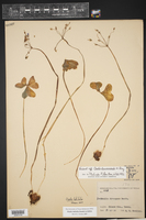 Oxalis latifolia image