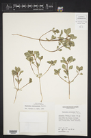 Euphorbia exstipulata image