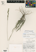 Chasmanthium curvifolium image