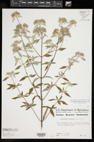 Pycnanthemum albescens image