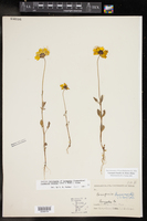 Coreopsis basalis image