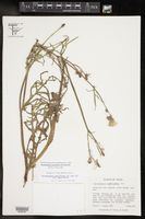 Pyrrhopappus pauciflorus image