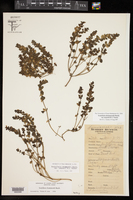 Scutellaria drummondii var. runyonii image