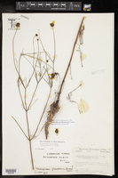 Thelesperma flavodiscum image