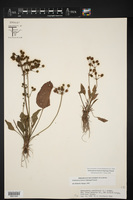 Echinodorus berteroi image