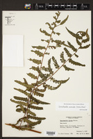 Dennstaedtia arborescens image