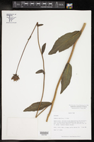 Rudbeckia scabrifolia image