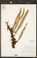 Pleopeltis conzattii image