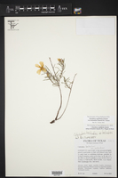 Oenothera berlandieri subsp. berlandieri image