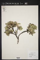 Alyxia buxifolia image